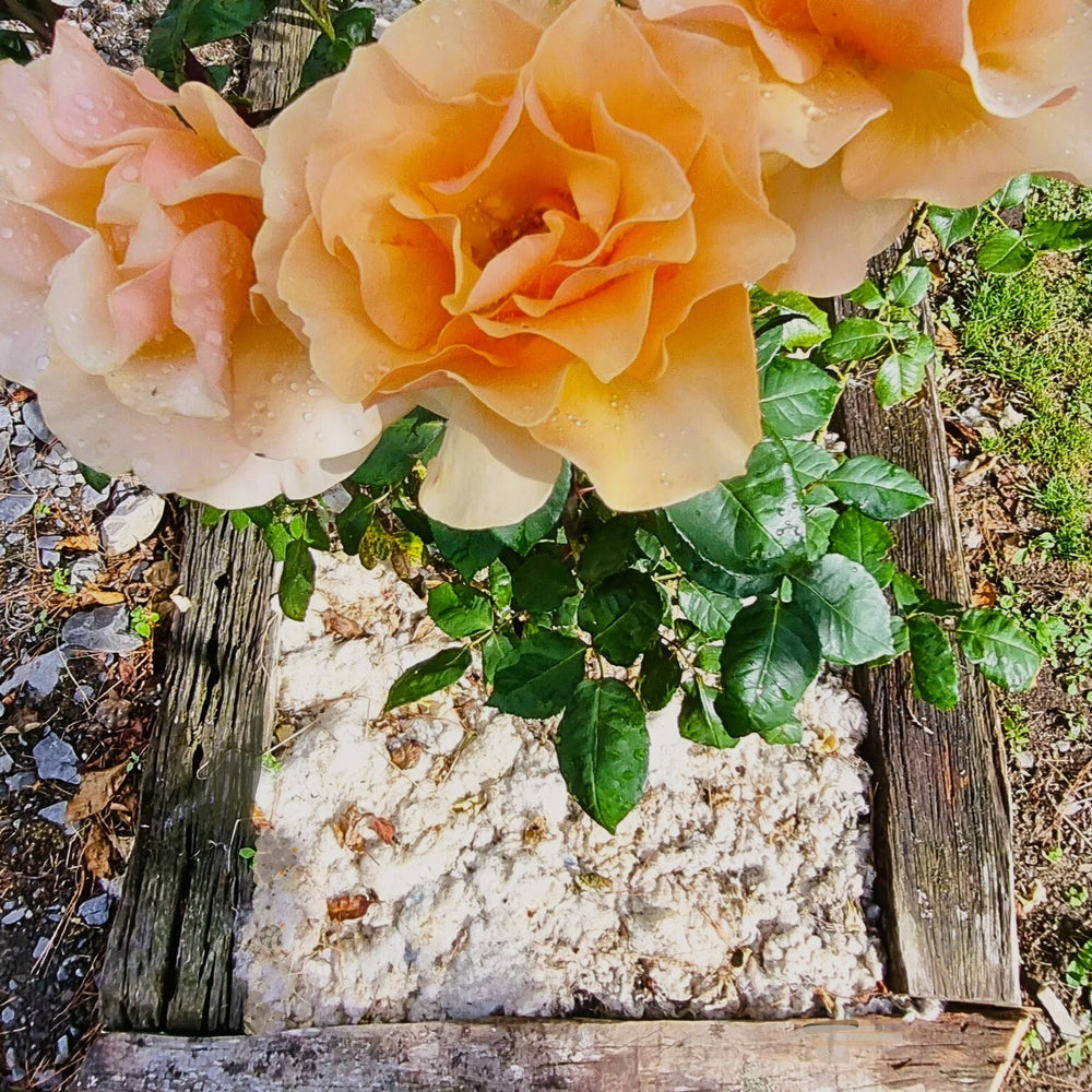 Rose grown with our wool mulch
