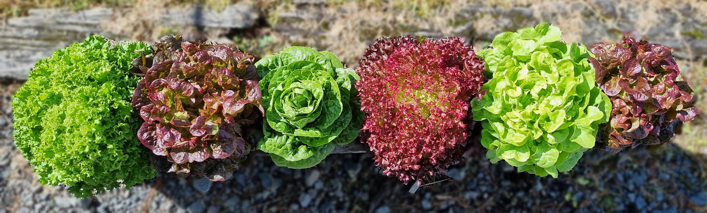 Six green and red lettuces in a row.